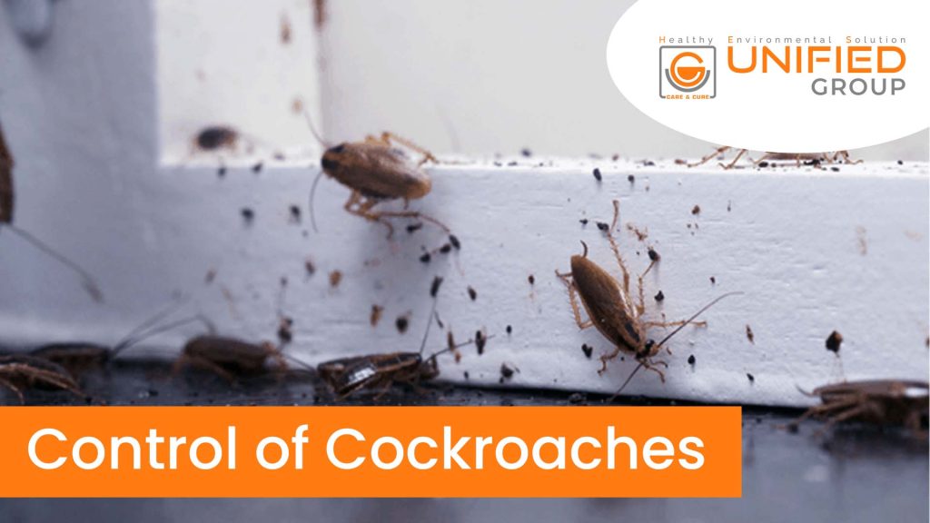 How to control cockroaches?