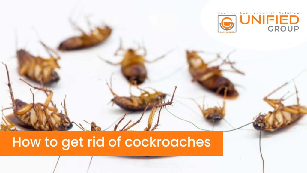 Why cockroaches are harmful to you?